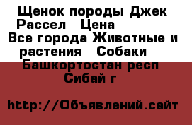 Щенок породы Джек Рассел › Цена ­ 50 000 - Все города Животные и растения » Собаки   . Башкортостан респ.,Сибай г.